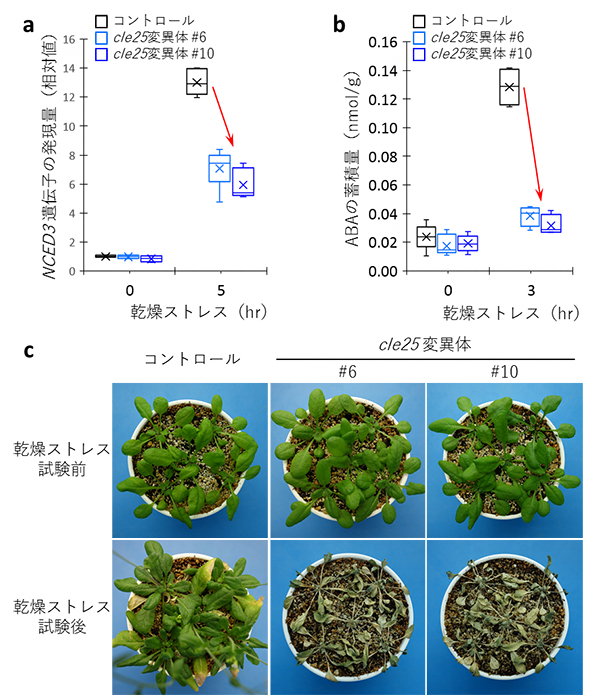 CLE25ペプチド欠損変異体における乾燥ストレス応答実験の図