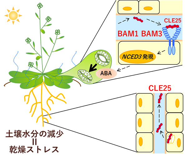 離れた組織間での情報伝達を担うCLE25ペプチド-BAM受容体の図