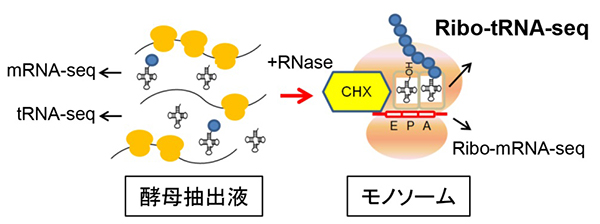 tRNA/mRNA同時リボソームプロファイリング法の開発の図