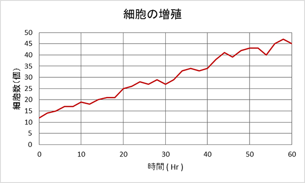 人工骨上での細胞の増殖の図