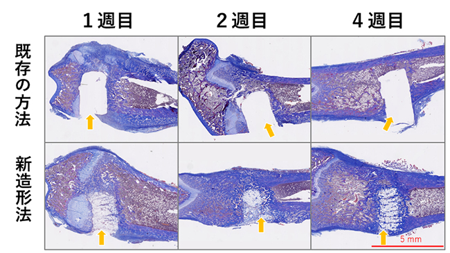 ラット大腿骨における既存方法と新造形法材料の比較の写真