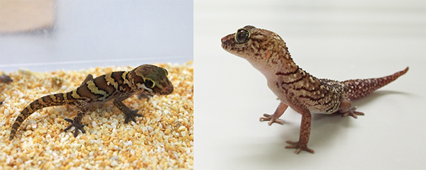 ソメワケササクレヤモリの幼体（左）と成体（右）の写真
