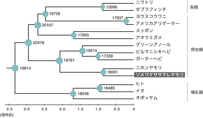 有羊膜類における遺伝子セットの進化の図