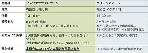 ソメワケササクレヤモリと代表的な爬虫類の1種グリーンアノールの比較表