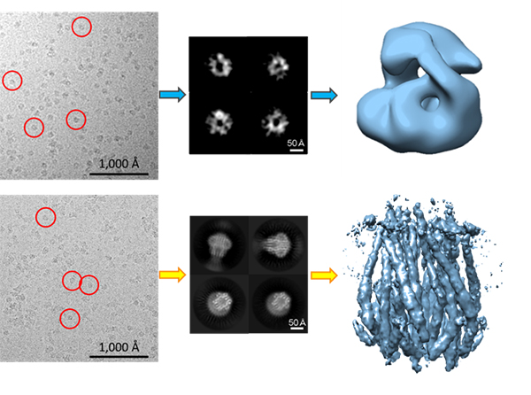クライオ電子顕微鏡による単粒子解析の比較図の画像