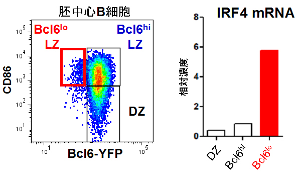 胚中心B細胞に存在するBcl6の発現が低下している細胞の図