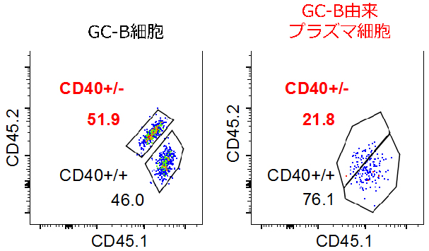 胚中心(GC)B細胞のCD40発現量とプラズマ細胞分化の図