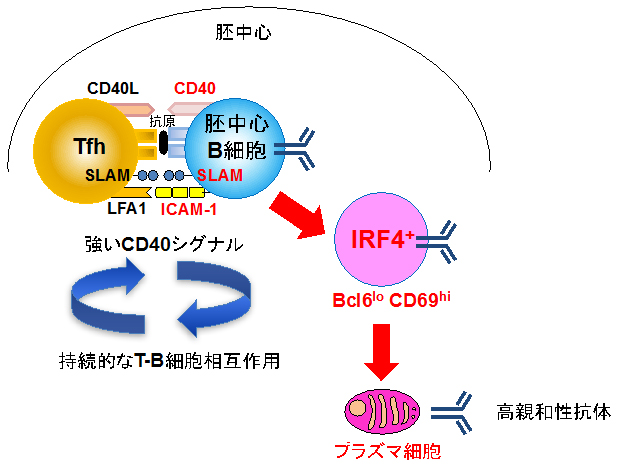 良質な抗体を作るプラズマ細胞が誕生する経路の図