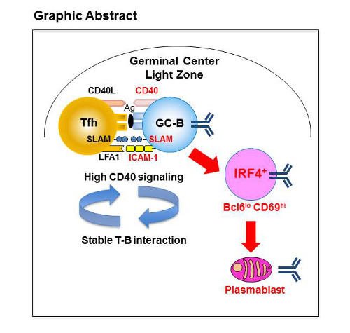 schematic of B-cell maturation