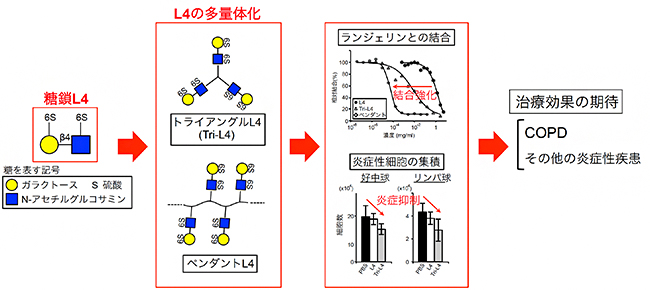 糖鎖L4の多量体化による期待される炎症性疾患の治療効果の図