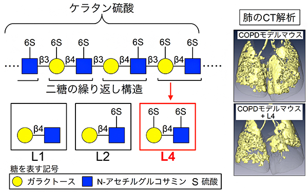 L4の構造と肺気腫抑制作用の図