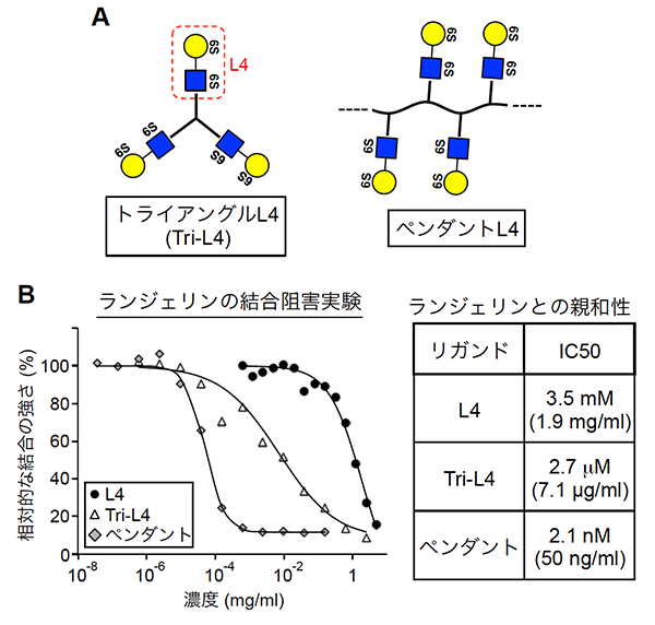 L4の多量体化とランジェリンへの親和性増大の図