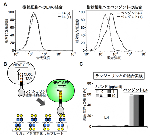 ペンダントL4と細胞表面のランジェリンとの結合の図