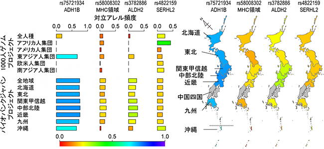 日本人集団の適応進化に関わる遺伝的変異の各地域における頻度分布の図