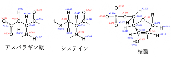 アミノ酸や核酸における部分電荷の分布の図
