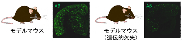 ゲノム編集でアルツハイマー病を予防する ～核酸医薬への応用可能性を拓く～
