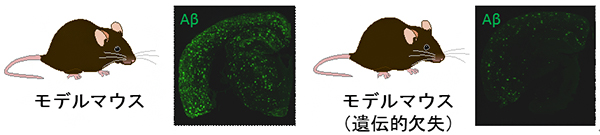 アミロイドβペプチド（Aβ）を軽減する遺伝的欠失の図