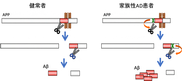 アミロイドβペプチド(Aβ)の産生プロセスの図