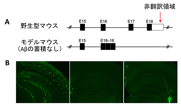 アミロイドが蓄積しないモデルマウス系統の図