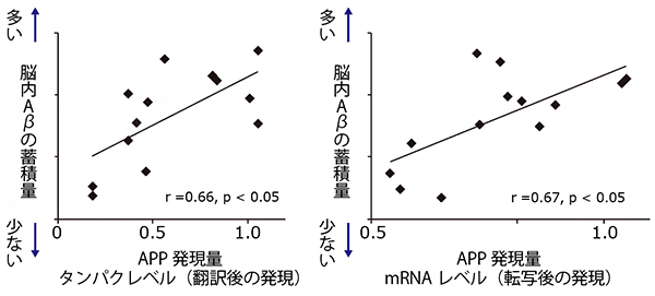 ゲノム編集したモデルマウスのAPP発現量とAβ蓄積量の図