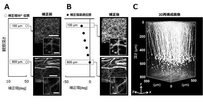 マウス生体脳イメージングにおけるDeep-Cの効果検証の図