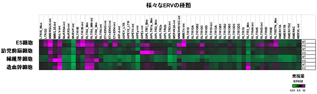 Setdb1遺伝子のノックアウトとERVの脱抑制の図