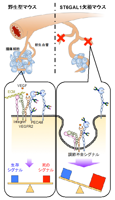 α2,6-シアル酸依存的に腫瘍内血管新生が減少する仕組みの模式図