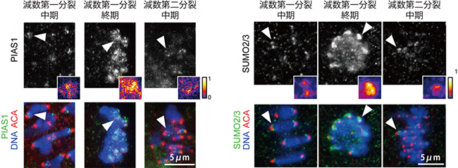 SUMO化に関わるタンパク質の減数分裂期の局在の図