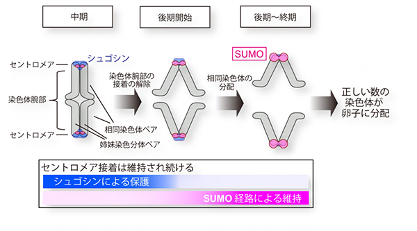 減数第一分裂でのセントロメア接着を保護するシュゴシンとSUMO経路の図