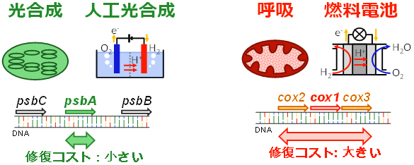 人工光合成の酸素発生反応と燃料電池の酸素還元反応の違いの図