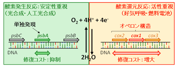 本研究成果の概要の図