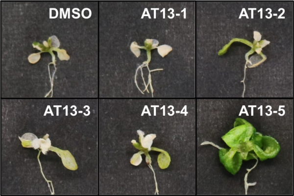 images of different mutant plants after exposure to salty environments