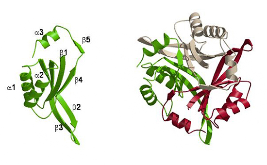CutA1タンパク質の単量体(左)と三量体(右)の構造の図