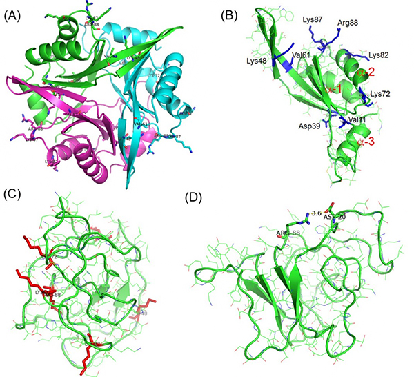 大腸菌由来CutA1(Ec0VV_6)の分子動力学(MD)シミュレーション中の立体構造の図