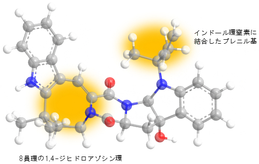 オカラミンAの殺虫活性に必須な部分（黄色）の図