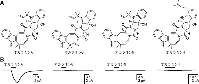 カイコガ由来抑制性グルタミン酸受容体（GluCl）に対するオカラミンの作用の図