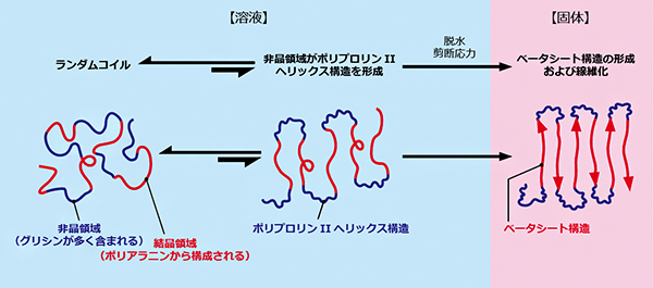 図2シルクタンパク質におけるベータシート構造の形成機構の図
