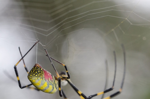 Photo of a nephila cravata spider