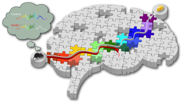 cartoon schematic showing truncated memory replay in mutant mice