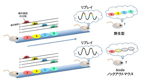 知的障害モデルマウスにおける海馬リプレイの異常と記憶障害の図