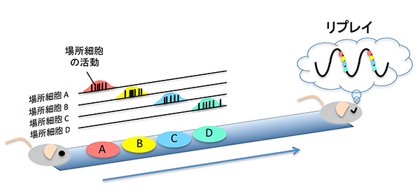 海馬の場所細胞とリプレイの図