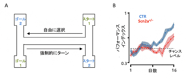 Scn2aKOマウスの空間記憶障害の図