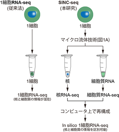 SINC-seq法の概要の図