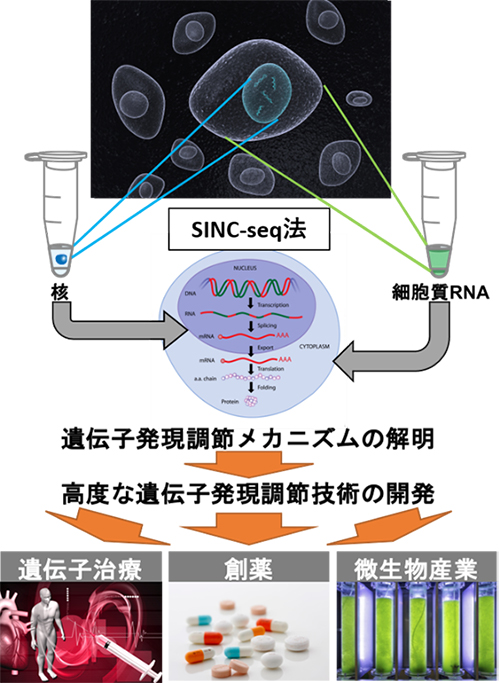 SINC-seq法に利用による今後の進展の図