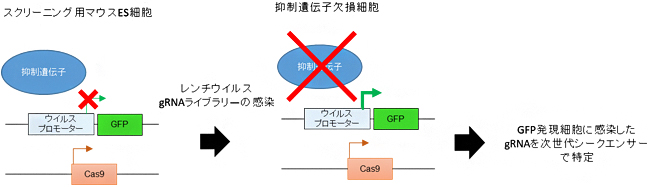 レトロエレメント抑制遺伝子のノックアウトスクリーニングの図