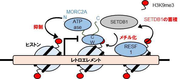 レトロエレメント抑制モデルの図