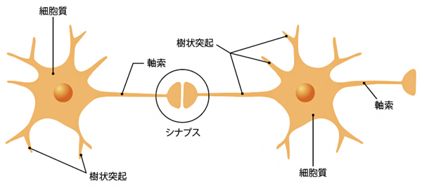 神経細胞とシナプスの模式図の画像