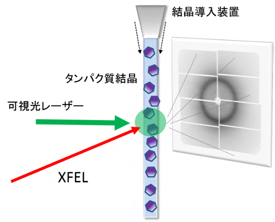 タンパク質の構造変化を捉える実験方法の概略図の画像