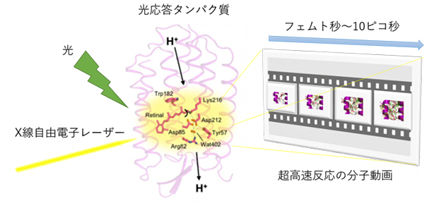 XFELで超高速反応する過程を捉える概念図の画像