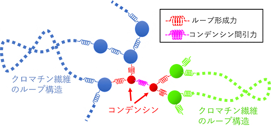 クロマチン繊維とコンデンシンのモデルの図